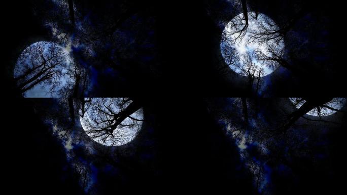 月夜背景。诡异的神秘吓人。树木轮廓