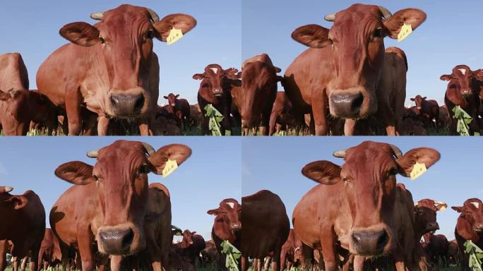 背景为蓝天的自由放养牛的低角度特写