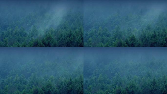 晚上，薄雾在森林上滚动