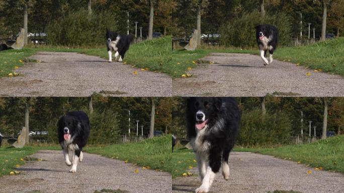 狗跑慢动作（1080p）