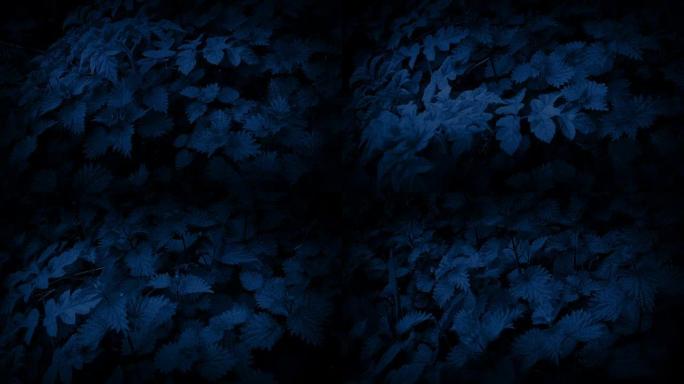 在黑暗中移动林地植物