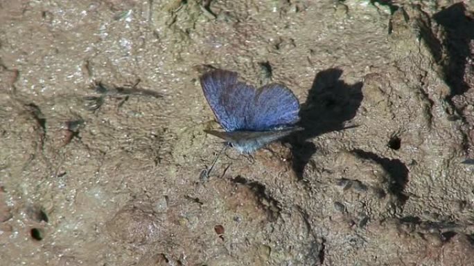 泥地上的黑眼睛蓝蝴蝶