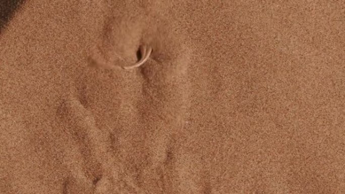 铲鼻蜥蜴潜入沙子的慢动作镜头