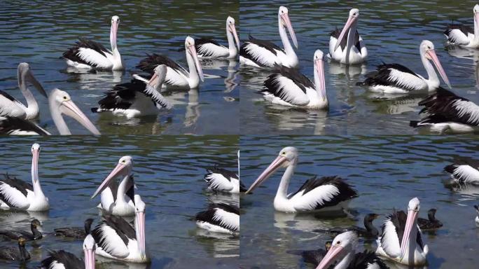 特写: 一群可爱的鹈鹕和黑鸭在河里游泳