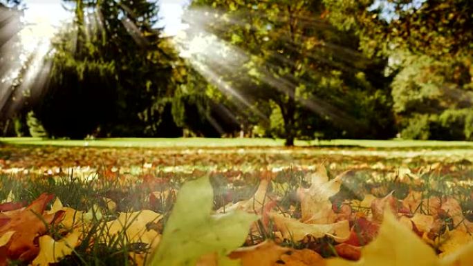 树木，秋叶和美丽的阳光。10月的自然照片。
