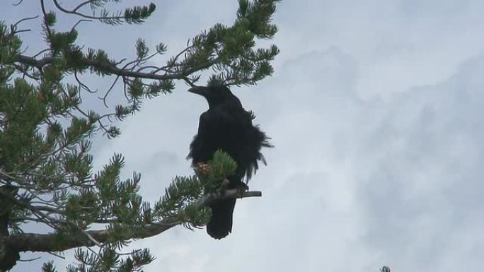 松树上的乌鸦野生动物保护生物生态飞翔飞鸟