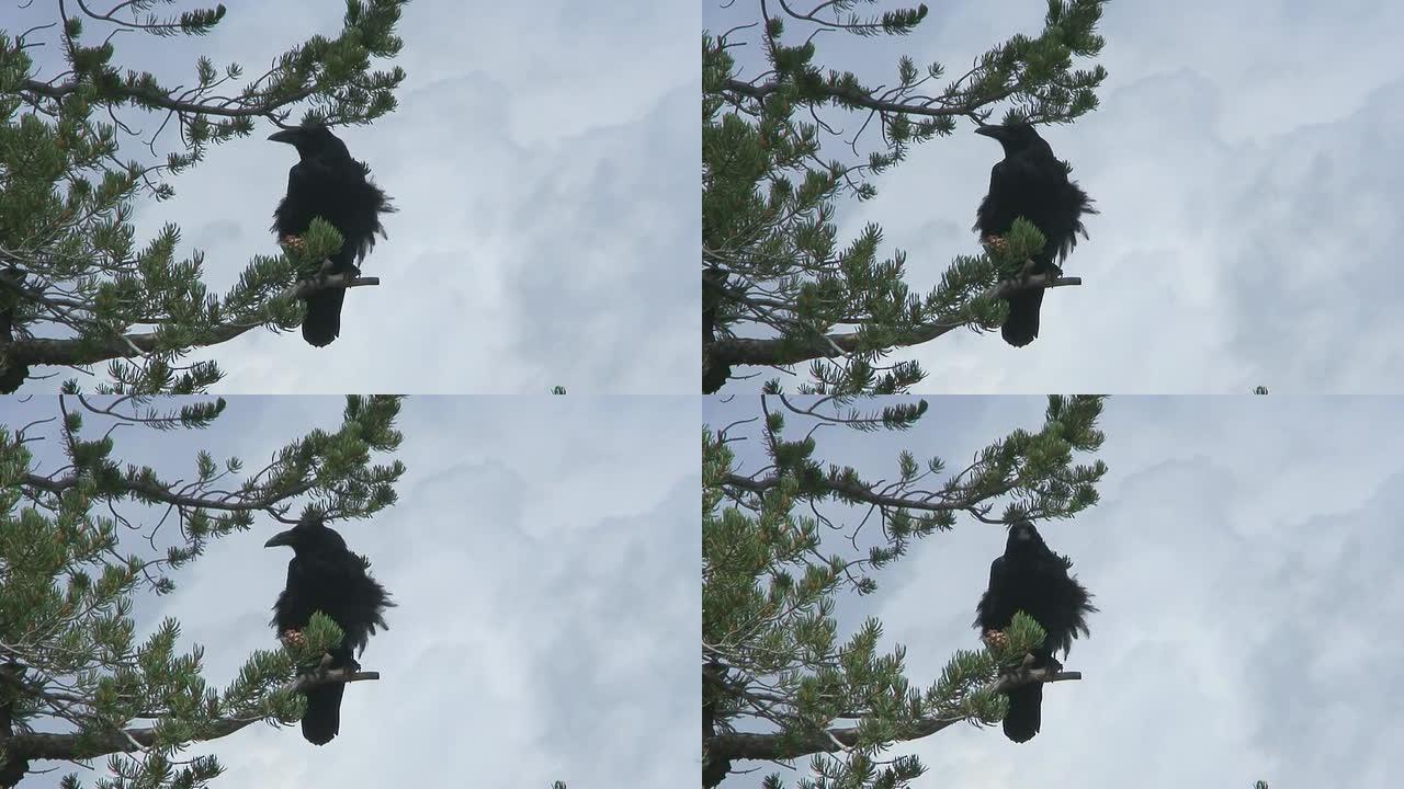 松树上的乌鸦野生动物保护生物生态飞翔飞鸟