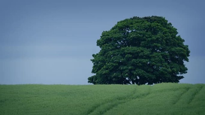 风田里的树阴天阴云密布大树山坡