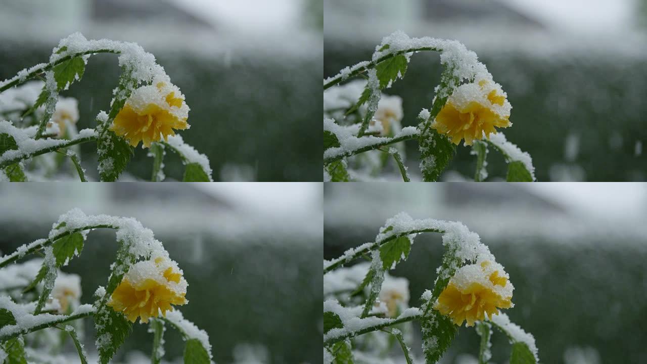 特写: 春天极端淡季雪下盛开的黄花弯曲