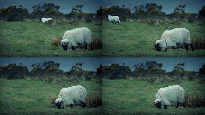 绵羊在崎岖多风的山顶上吃草