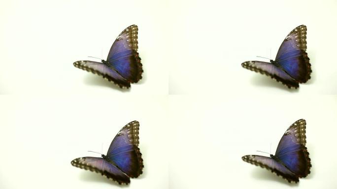 白底蓝蝴蝶受伤的蝴蝶