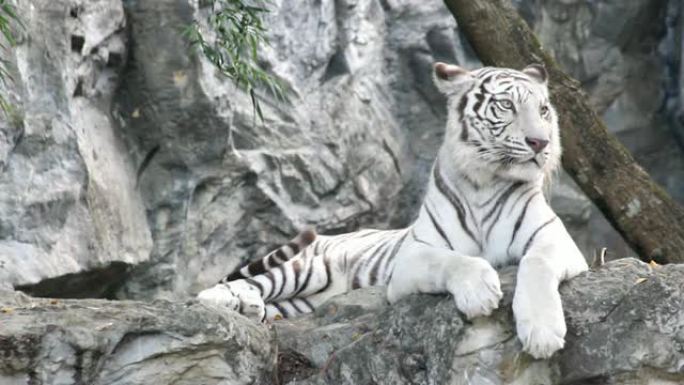 白虎睡在石头上白老虎休息