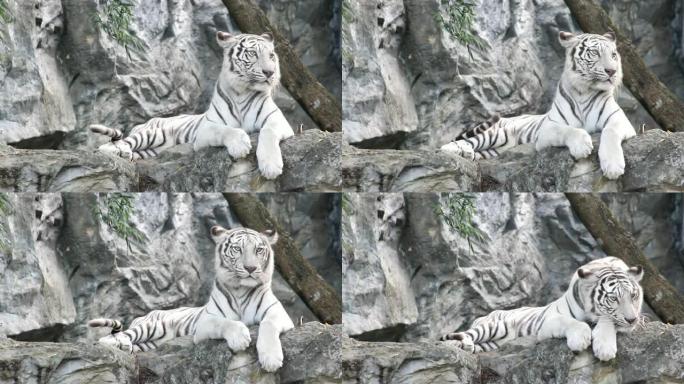白虎睡在石头上白老虎休息