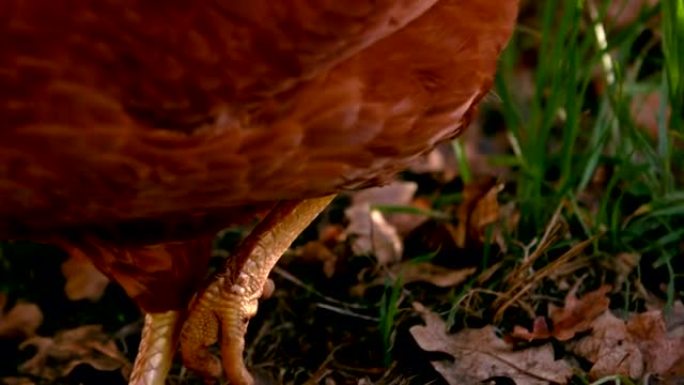 近距离观察鸡在慢动作中行走