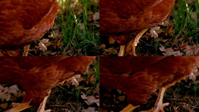近距离观察鸡在慢动作中行走