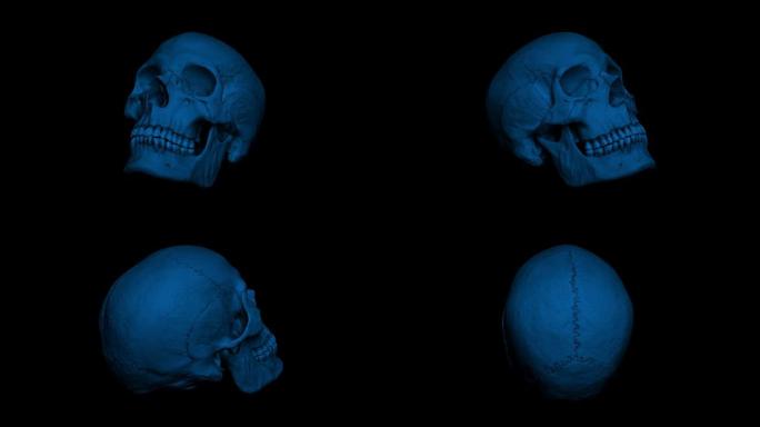 在黑暗循环中旋转的成年人类头骨