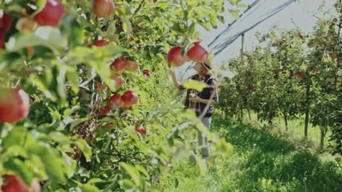 DS女人在果园里做质量控制时吃苹果
