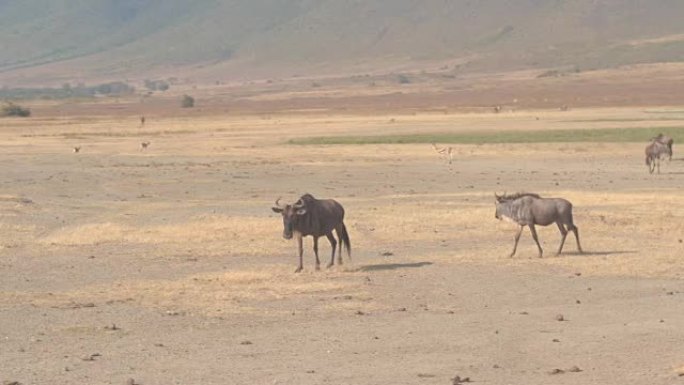 雌性牛羚和年轻的后代在非洲野生动物园中穿越萨凡纳