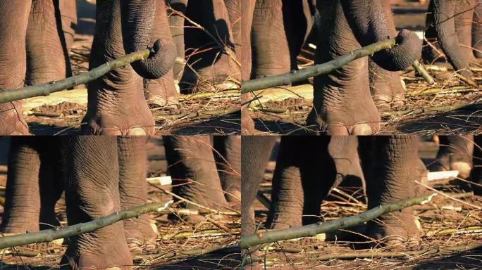 大象用树干折断树枝