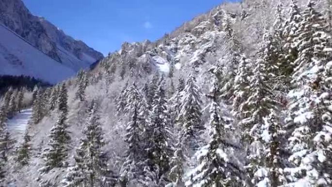 空中: 白色的雪山山和高大的树木覆盖着新鲜的雪