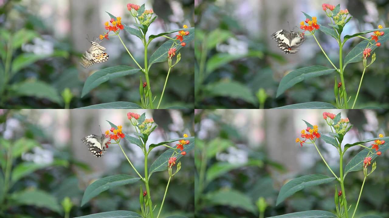 蝴蝶在花中吸食花蜜。