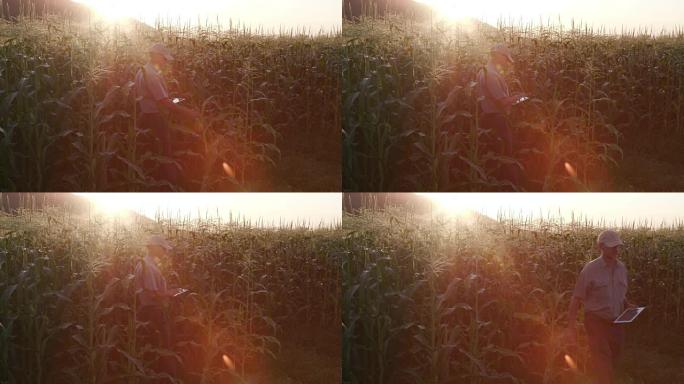 用数字平板检查玉米田的农民的背光镜头