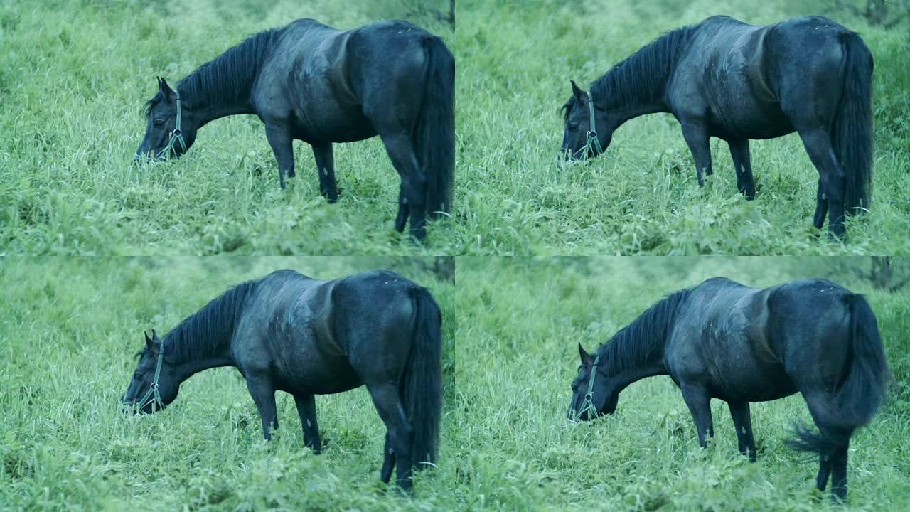 黑马在草地上放牧