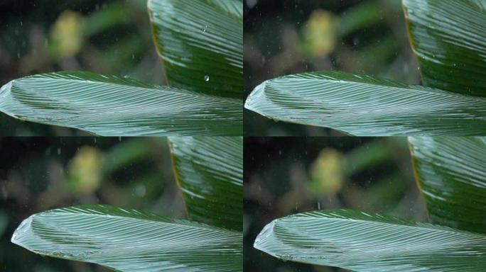 慢动作: 降雨期间，雨滴溅到香蕉棕榈树的叶子上