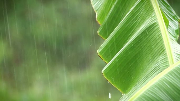 雨中的香蕉叶