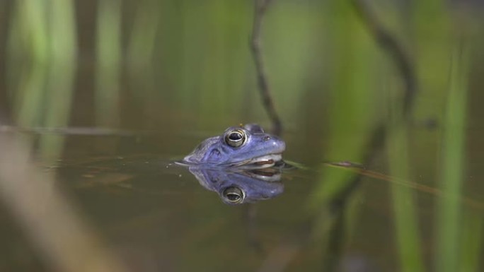 水表面的青蛙