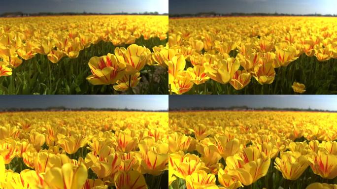 特写: 无尽的令人惊叹的黄色郁金香在柔和的春风中跳舞