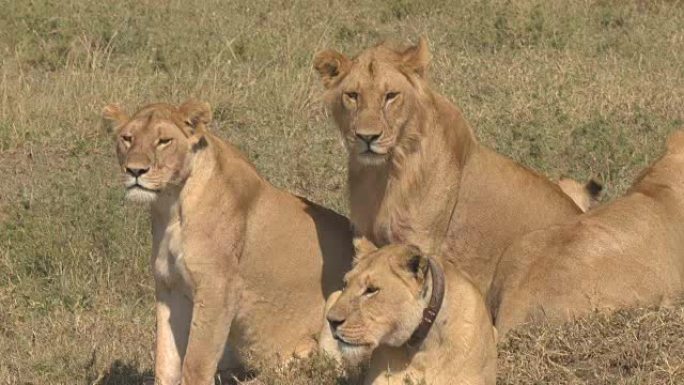 特写: 可爱的野生动物园狮子家庭在萨凡纳草原平原上放松