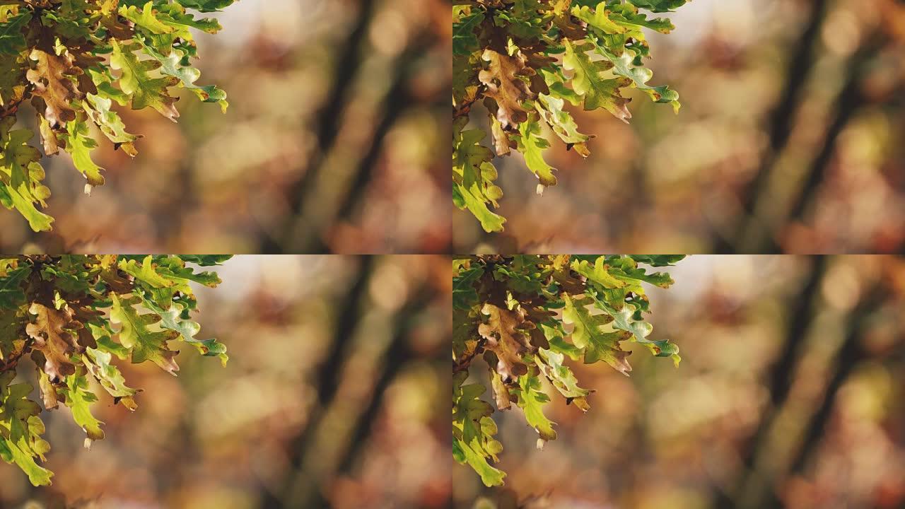 森林背景中的秋叶