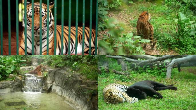 广州动物园动物视频（猛兽篇）