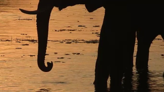 在奥卡万戈三角洲的河流中喝酒的大象的剪影