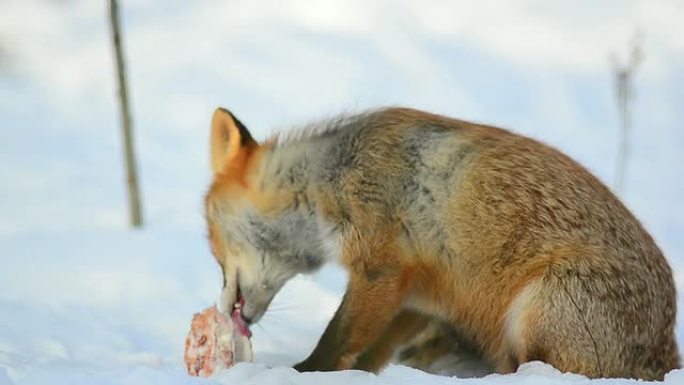 狐狸吃东西野生动物吃东西雪地严寒