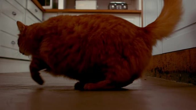 一只红猫掉在地板上