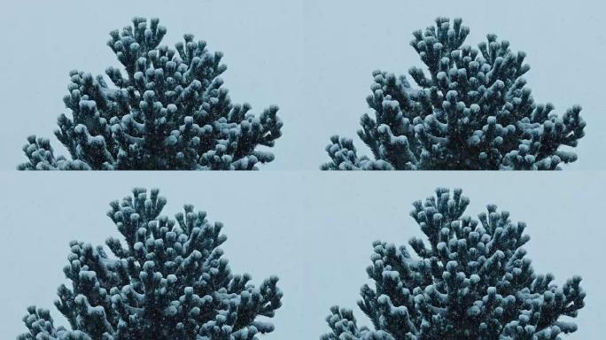 大雪中的茂密松树