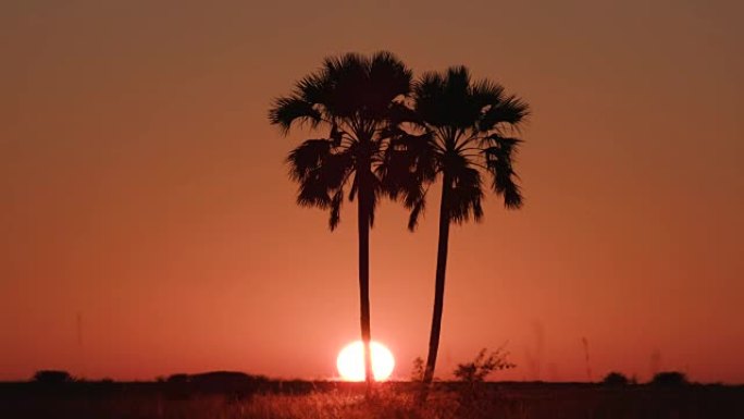奥卡万戈三角洲的棕榈树上的日出延时