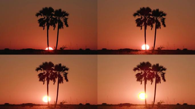 奥卡万戈三角洲的棕榈树上的日出延时