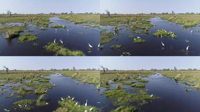 在博茨瓦纳奥卡万戈三角洲的河流边缘上，一群鞍嘴鹳，非洲圣朱鹭，马拉布鹳，白鹭的近距离空中飞行
