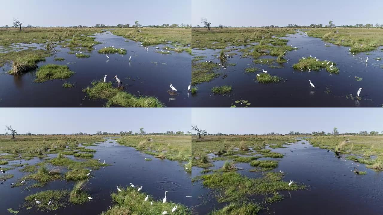 在博茨瓦纳奥卡万戈三角洲的河流边缘上，一群鞍嘴鹳，非洲圣朱鹭，马拉布鹳，白鹭的近距离空中飞行