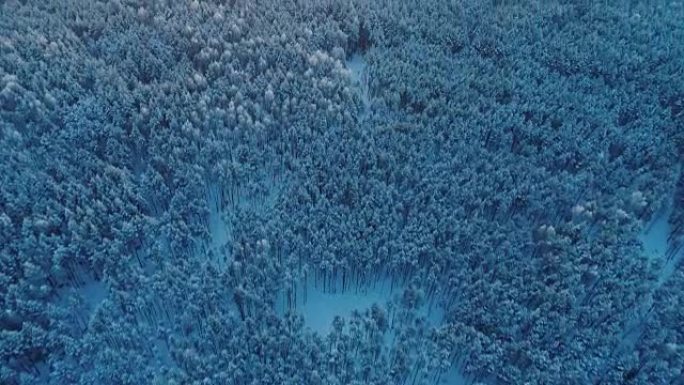 从上面冰冻雪白的云杉林。顶视图。