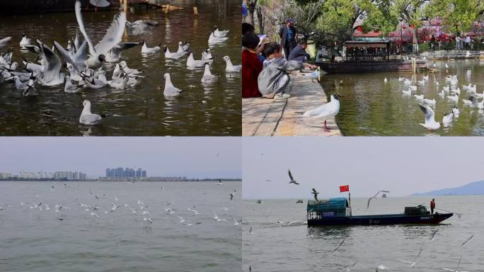 飞翔的海鸥合集