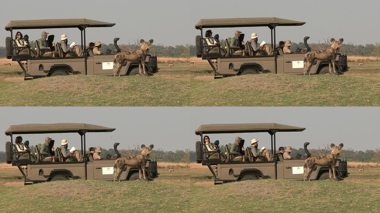 狩猎时使用旅游野生动物园车辆掩护野狗的不寻常镜头