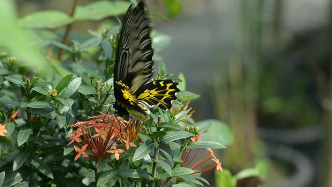 金鸟蝶（Troides aeacus）