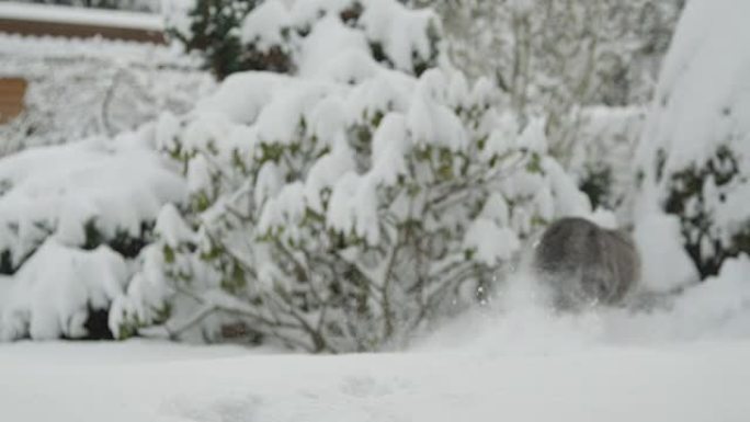 慢动作: 蓬松的猫在深新鲜的冬天雪中奔向树上的鸟