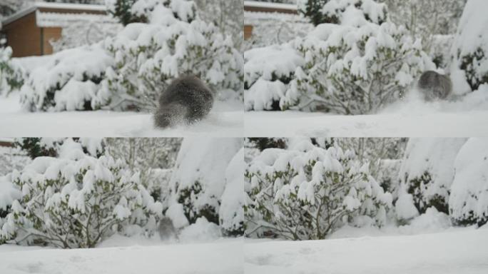 慢动作: 蓬松的猫在深新鲜的冬天雪中奔向树上的鸟