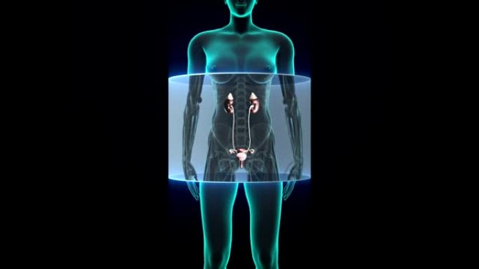 扫描肾脏女性身体。X射线视图