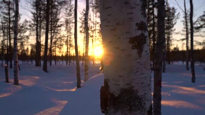 在偏远地区令人惊叹的冬季夜晚，桦树森林后面的金色日落